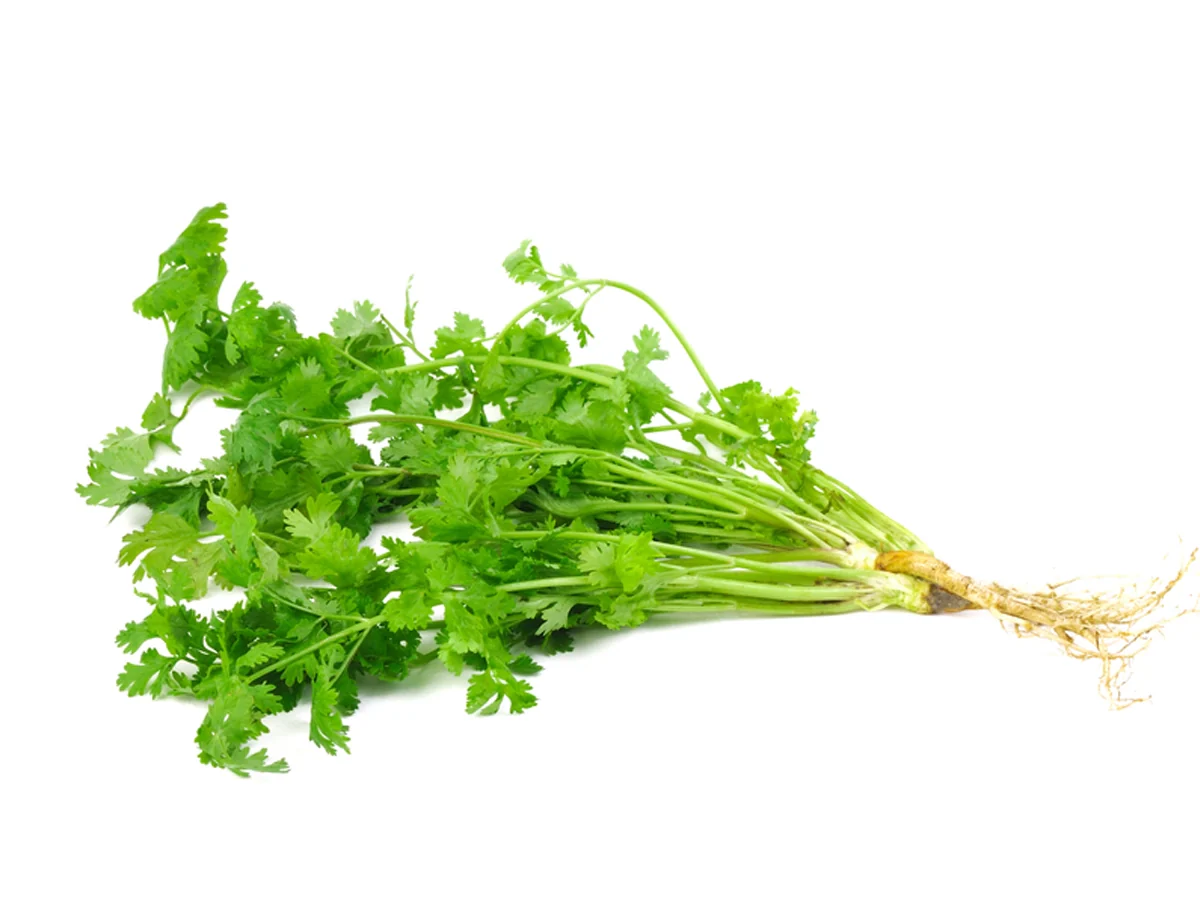 Coriander leaves