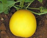 Round cucumber