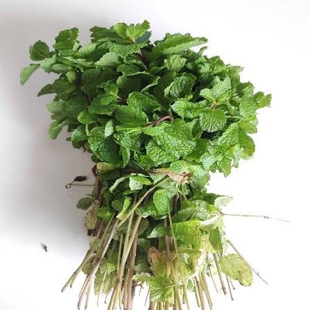 Mint/pudina leaves